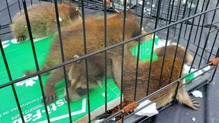 Top gun wildlife services | Deseronto Rd, Marysville, ON K0K 2N0, Canada | Phone: (613) 661-5686