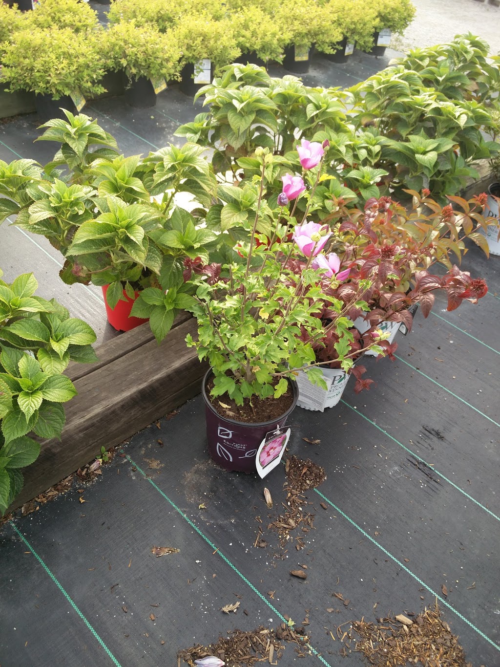 Sids Pond & Gardenscape Inc | 6000 Ninth Line, Mississauga, ON L5N 0C1, Canada | Phone: (905) 824-5104