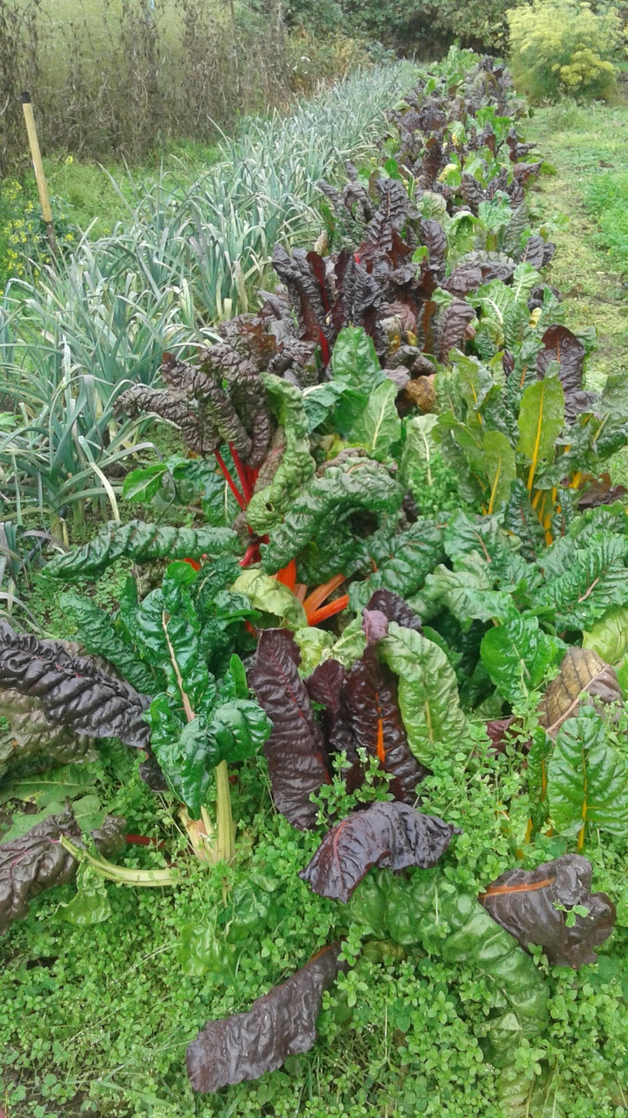 ALM Organic Farm | 3680 Otter Point Rd, Sooke, BC V9Z 0K1, Canada | Phone: (250) 642-3671