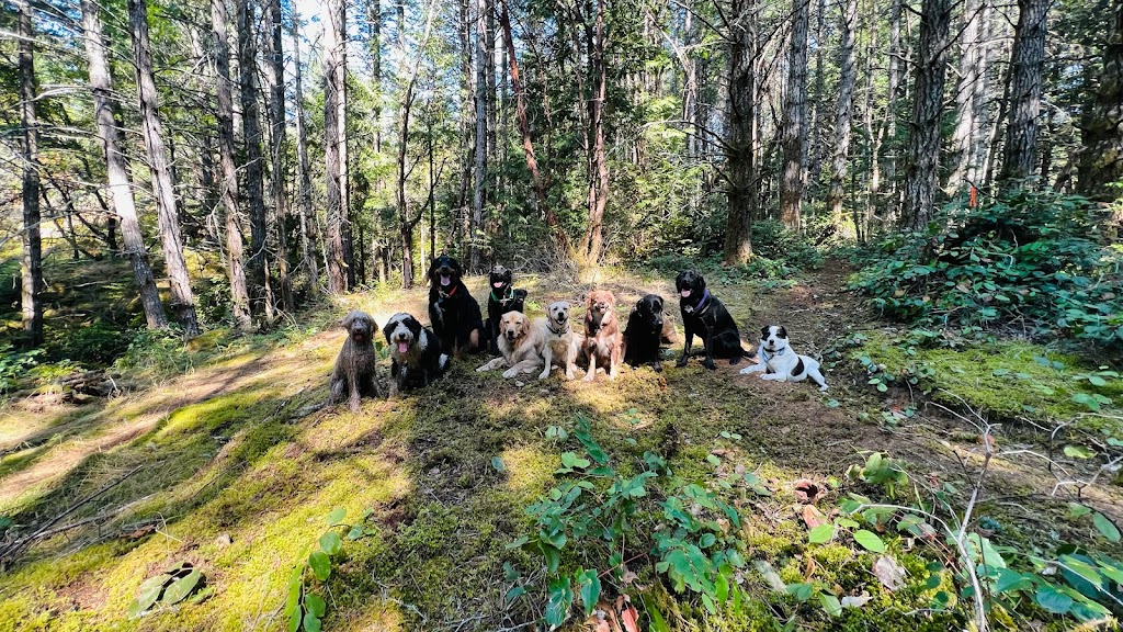 Pacific Dogwood Dogs | Adventure Dog Walker & Boarding | 2866 Leigh Rd, Langford, BC V9C 2P6, Canada | Phone: (250) 667-3704