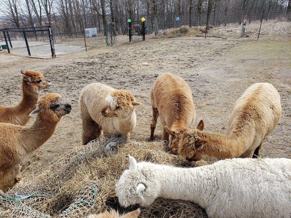 Haute Goat | 1166 5th line, Newtonville, ON L0A 1J0, Canada | Phone: (905) 447-3788