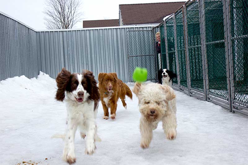 Beds for Tails Country Kennels | 6363 Bank St, Greely, ON K4P 1J3, Canada | Phone: (613) 821-3894