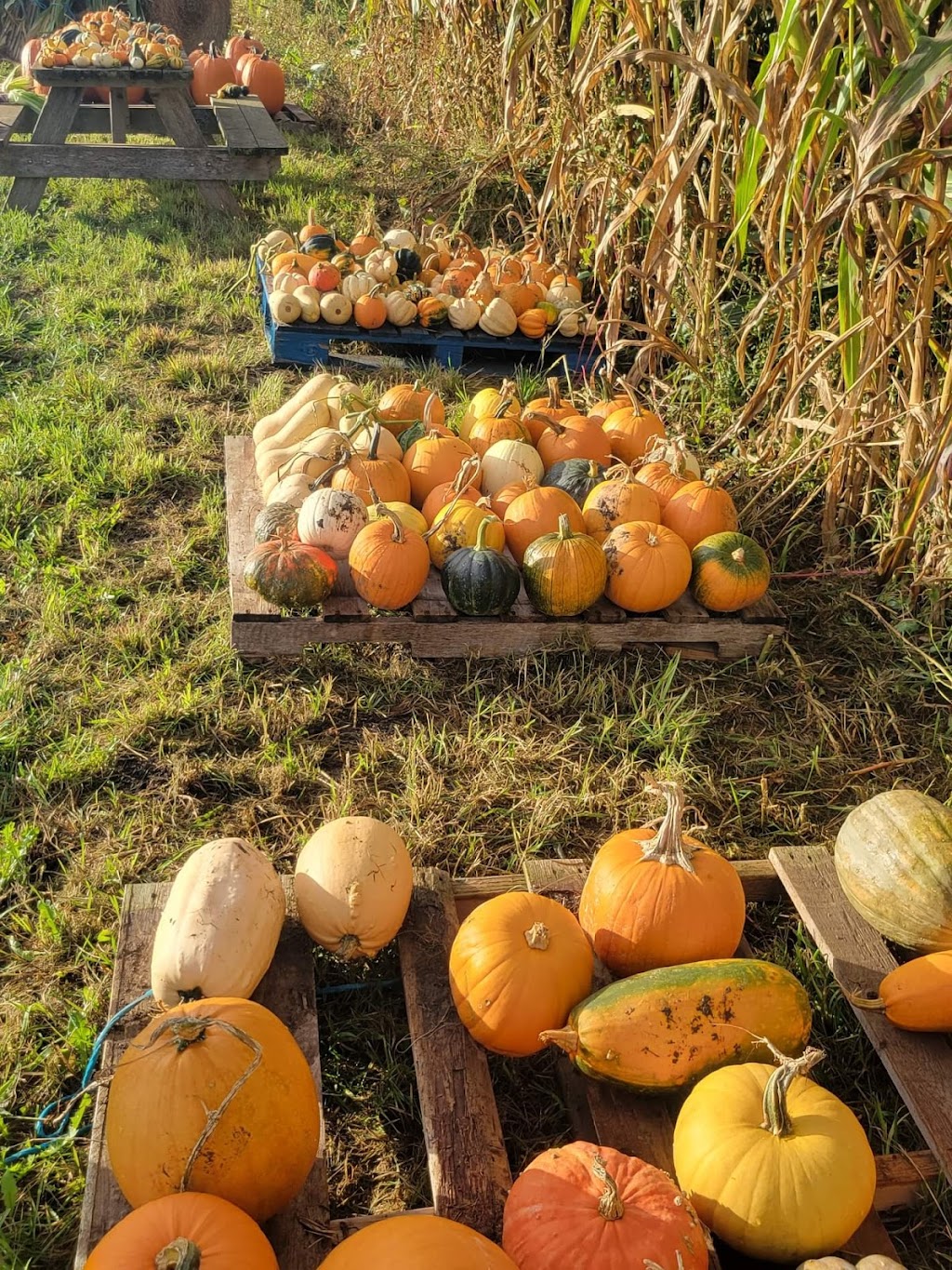 Northlane farm | 662742 Rd 66, Ingersoll, ON N5C 3J6, Canada | Phone: (519) 320-9133