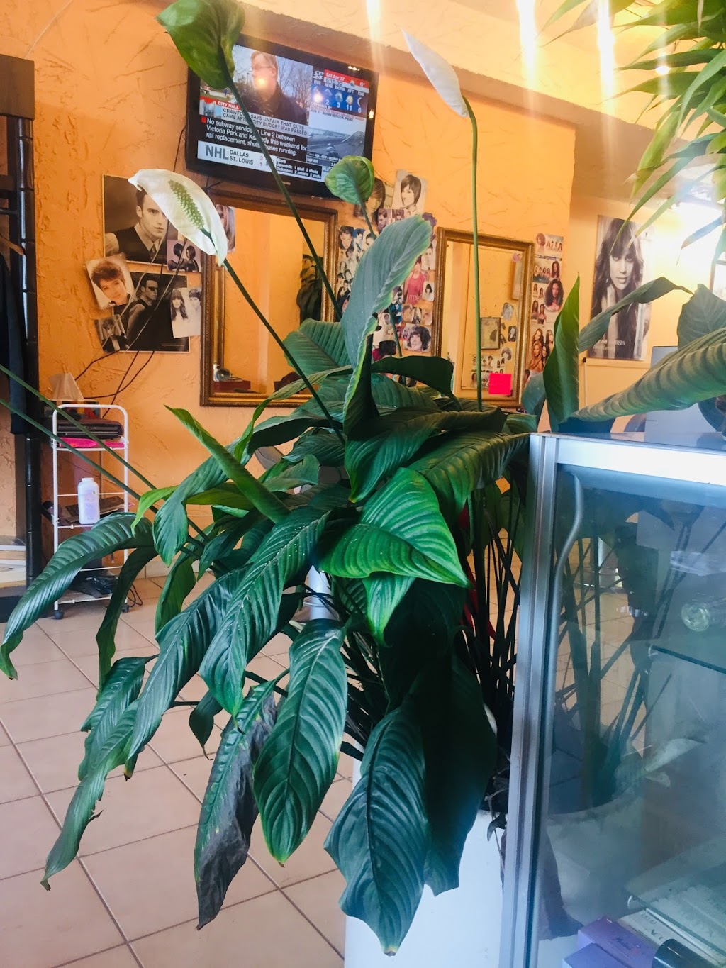 Hair Garden | 2363 Eglinton Ave E, Scarborough, ON M1K 2M5, Canada | Phone: (416) 757-3480