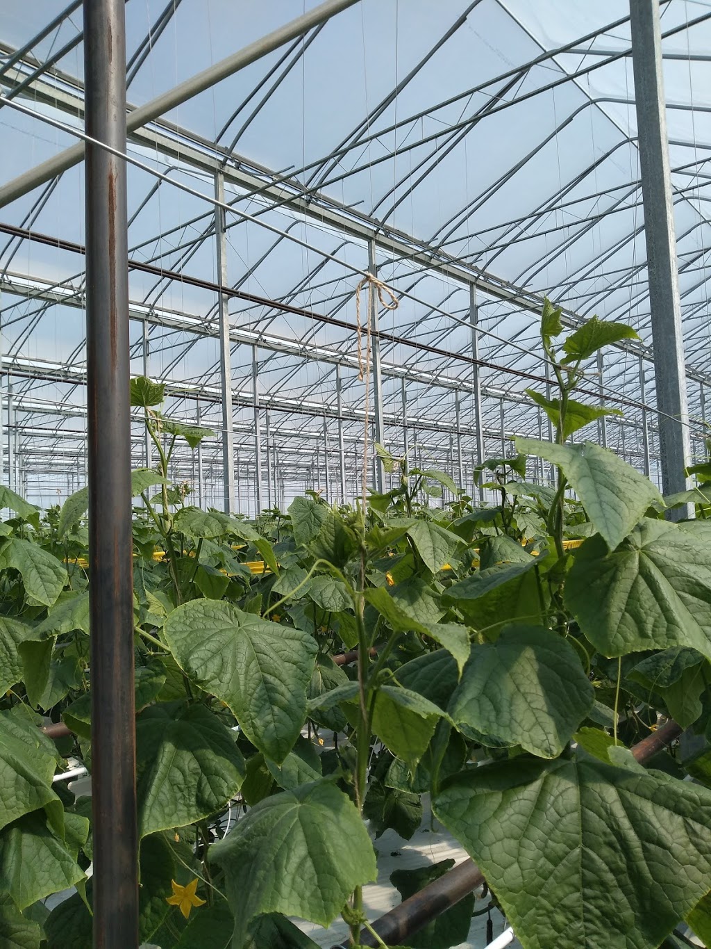 Ashley Gardens | 535 Mersea Rd 6 #7, Leamington, ON N8H 3V8, Canada | Phone: (519) 326-1968