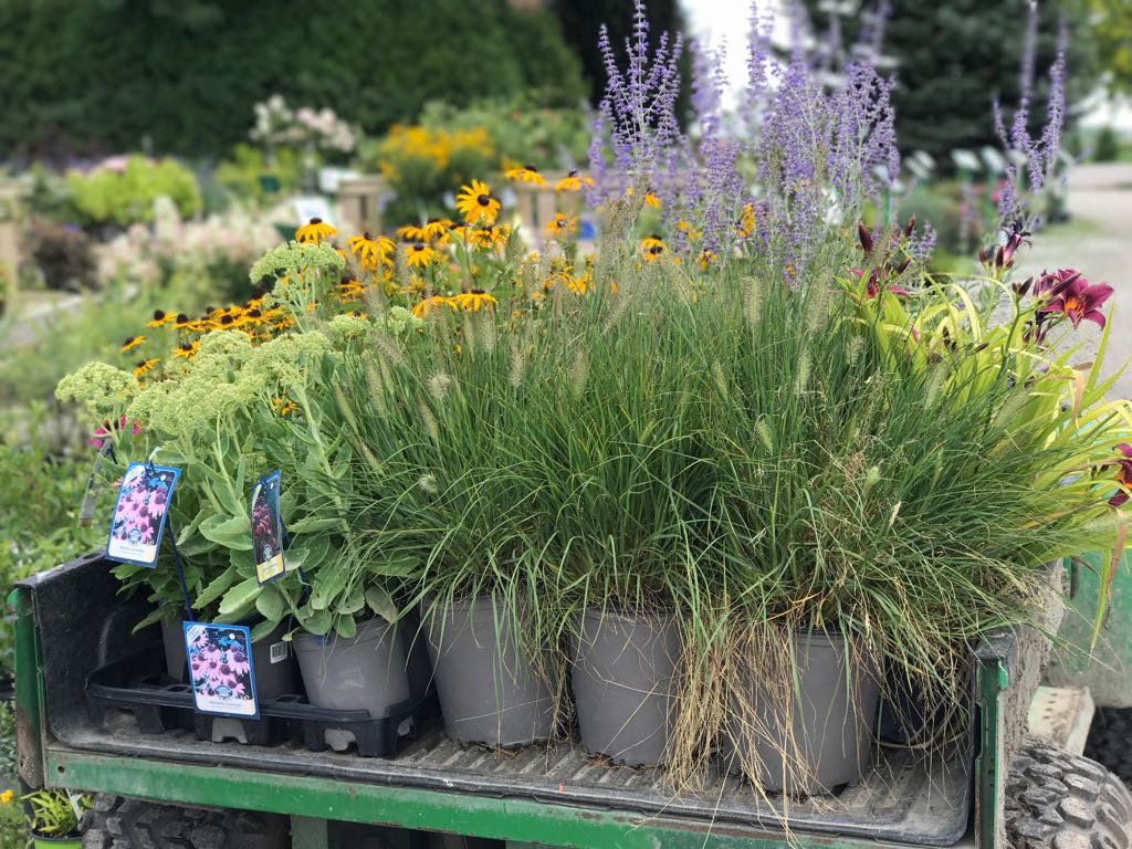 Floods Nursery Farm | 3641 County Road, 31 Albuna Townline, Ruthven, ON N0P 2G0, Canada | Phone: (519) 326-8790