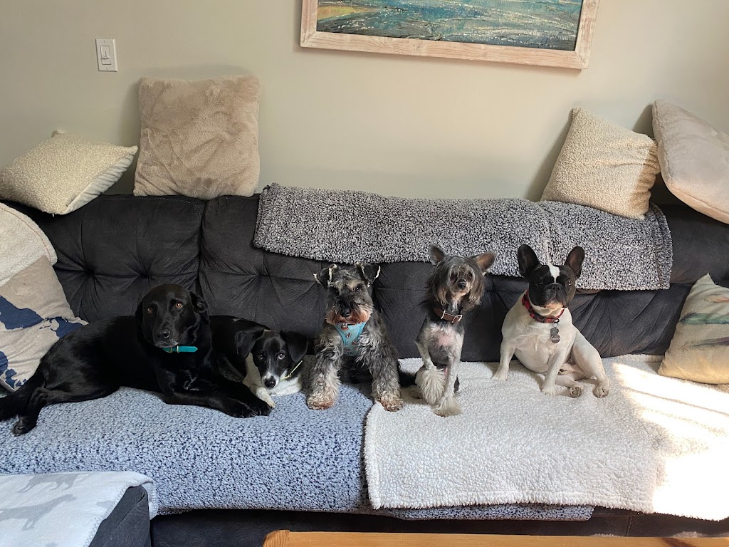 Hot Dogs Dog Walking Services | 6168 Ryall Rd, Duncan, BC V9L 2H7, Canada | Phone: (250) 589-7504