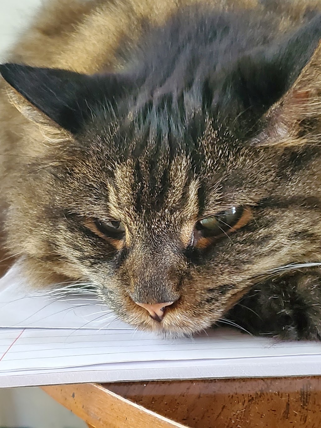 Halifax Kitty Hotel | 23 Robert Dr, Dartmouth, NS B2W 2A1, Canada | Phone: (902) 989-7297