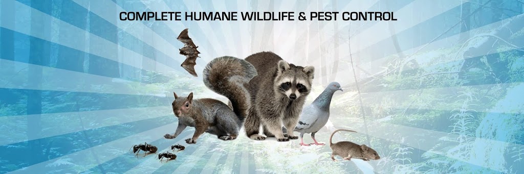 ICE Pest Control & Wildlife North York | 77 Quebec Ave Suite # 932, Toronto, ON M6P 2T4, Canada | Phone: (416) 246-2256