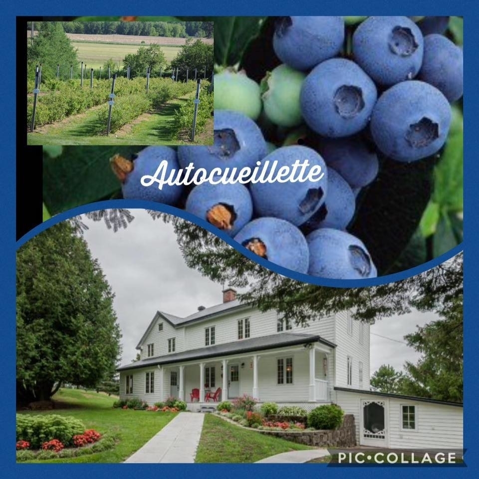 Bleuetière de la Chaudière | 1110 Route Beaudoin, Saint-Patrice-de-Beaurivage, QC G0S 1B0, Canada | Phone: (418) 596-2743