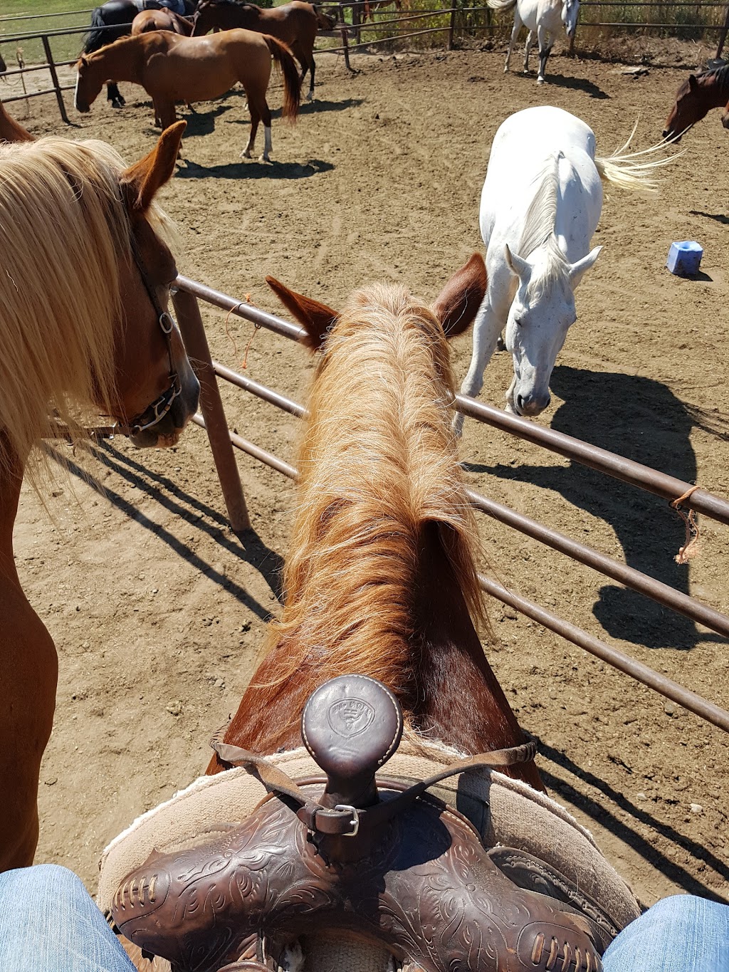 Claireville Ranch | 3805 Queen St E, Brampton, ON L6T 0B3, Canada | Phone: (905) 794-0700