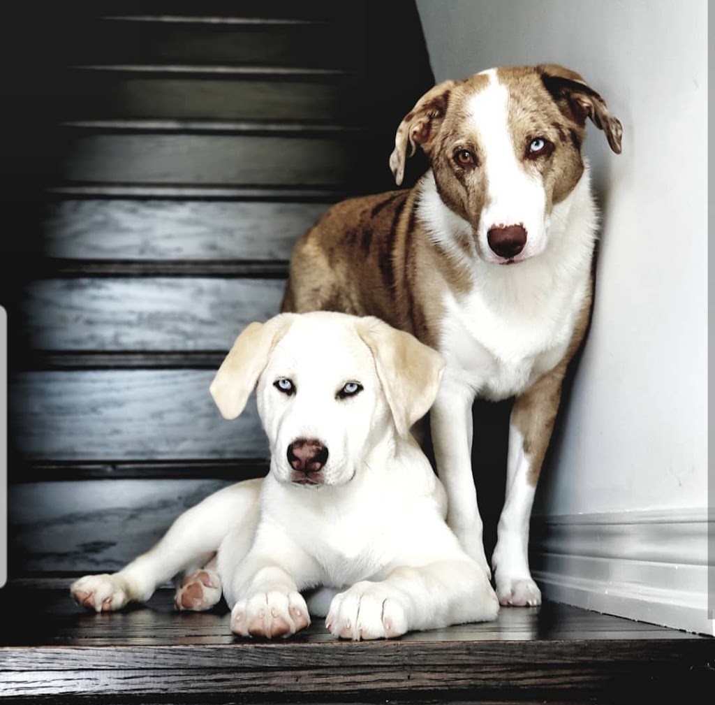 Treetops Dog Walking | 77 Willoughby Way N, Alliston, ON L9R 0P4, Canada | Phone: (437) 344-6556