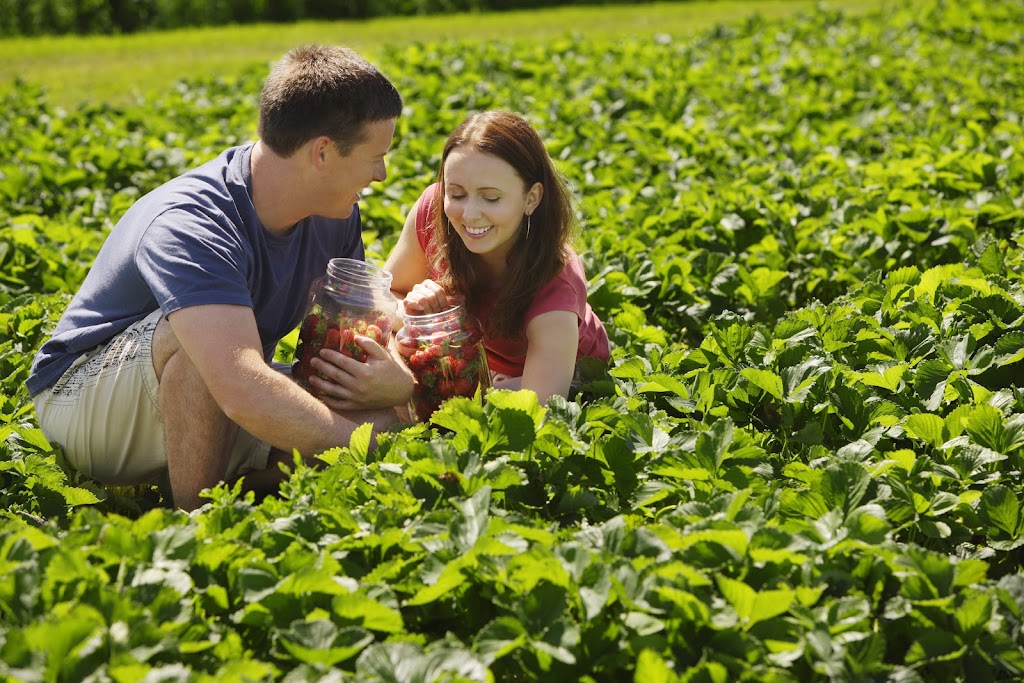 Field Stone Fruit Wines | Strathmore, AB T1P 1J6, Canada | Phone: (403) 934-2749