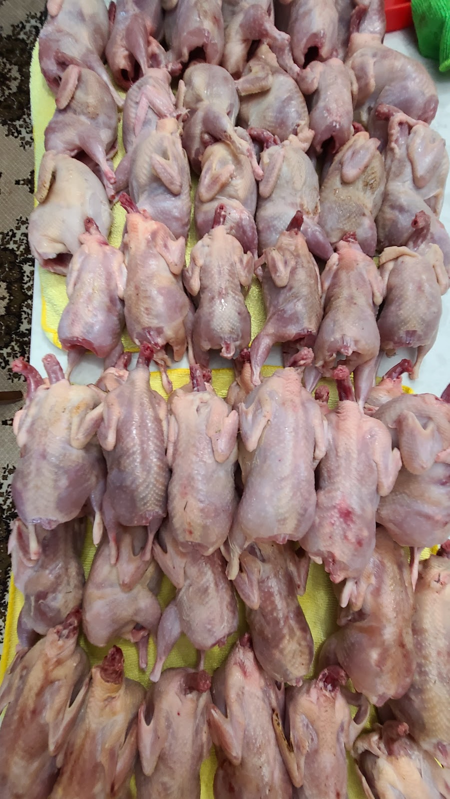 Little quail | 5562 Clandeboye Dr, Lucan, ON N0M 2J0, Canada | Phone: (956) 667-9774