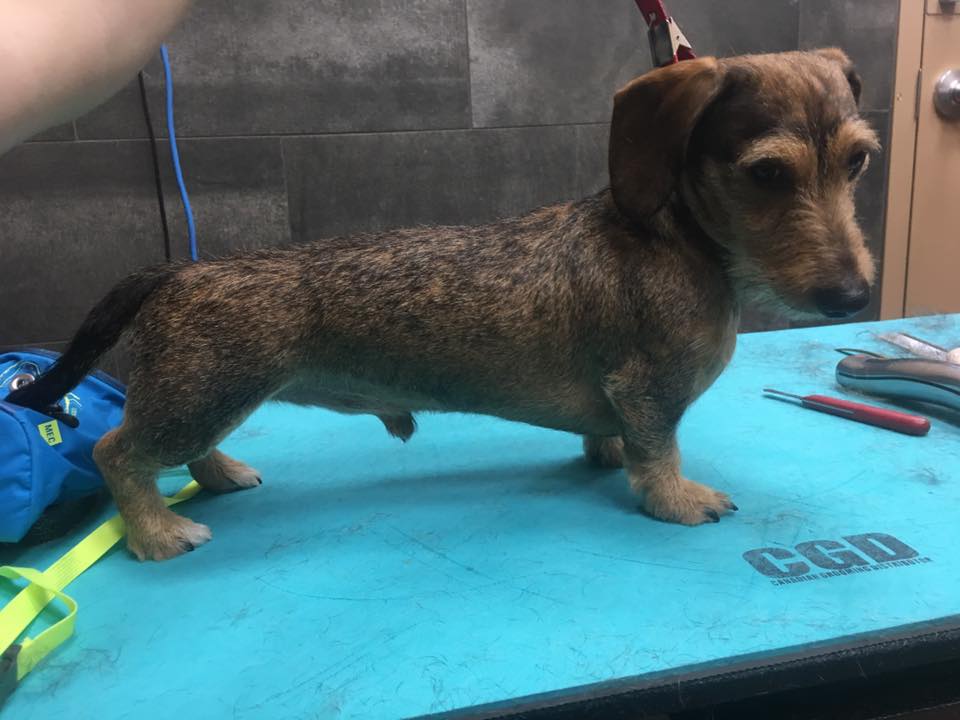 Primpaws Pet Grooming | Sundance, Calgary, AB T2X 1T6, Canada | Phone: (403) 863-8428