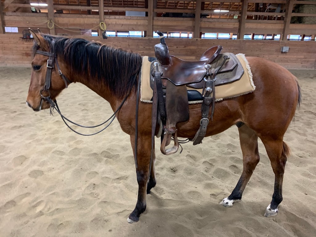 The Sliding Stop Tack Shop | 1332 New Jerusalem Rd, Waterloo, ON N2J 4G8, Canada | Phone: (519) 807-2594
