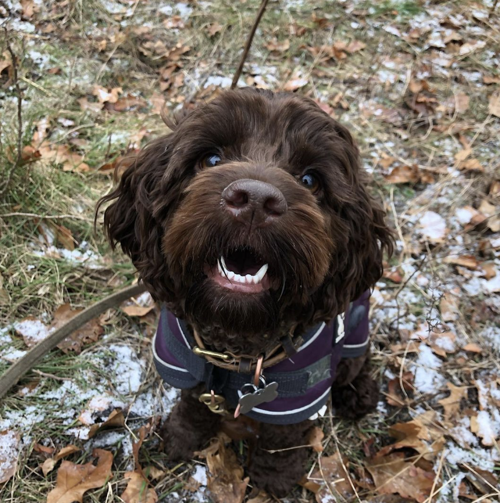 My Friends Dogs | 1873 Bloor St W, Toronto, ON M6R 2Z3, Canada | Phone: (306) 292-6861
