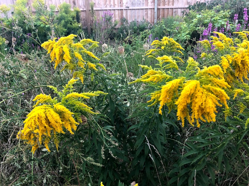 Tonawanda Rails to Trails | 5-7 State St, Tonawanda, NY 14150, USA