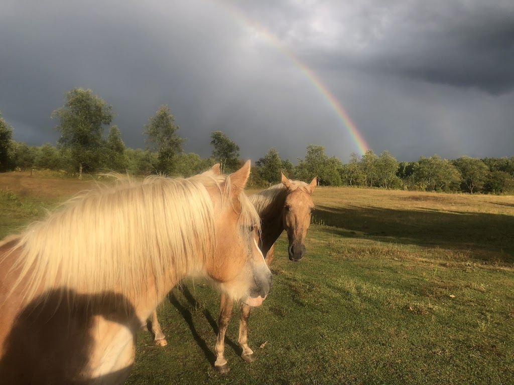 Harmony Acres Holistic Healing | 186 Havergal Rd, Carlow/Mayo, ON K0L 1G0, Canada | Phone: (613) 334-0871