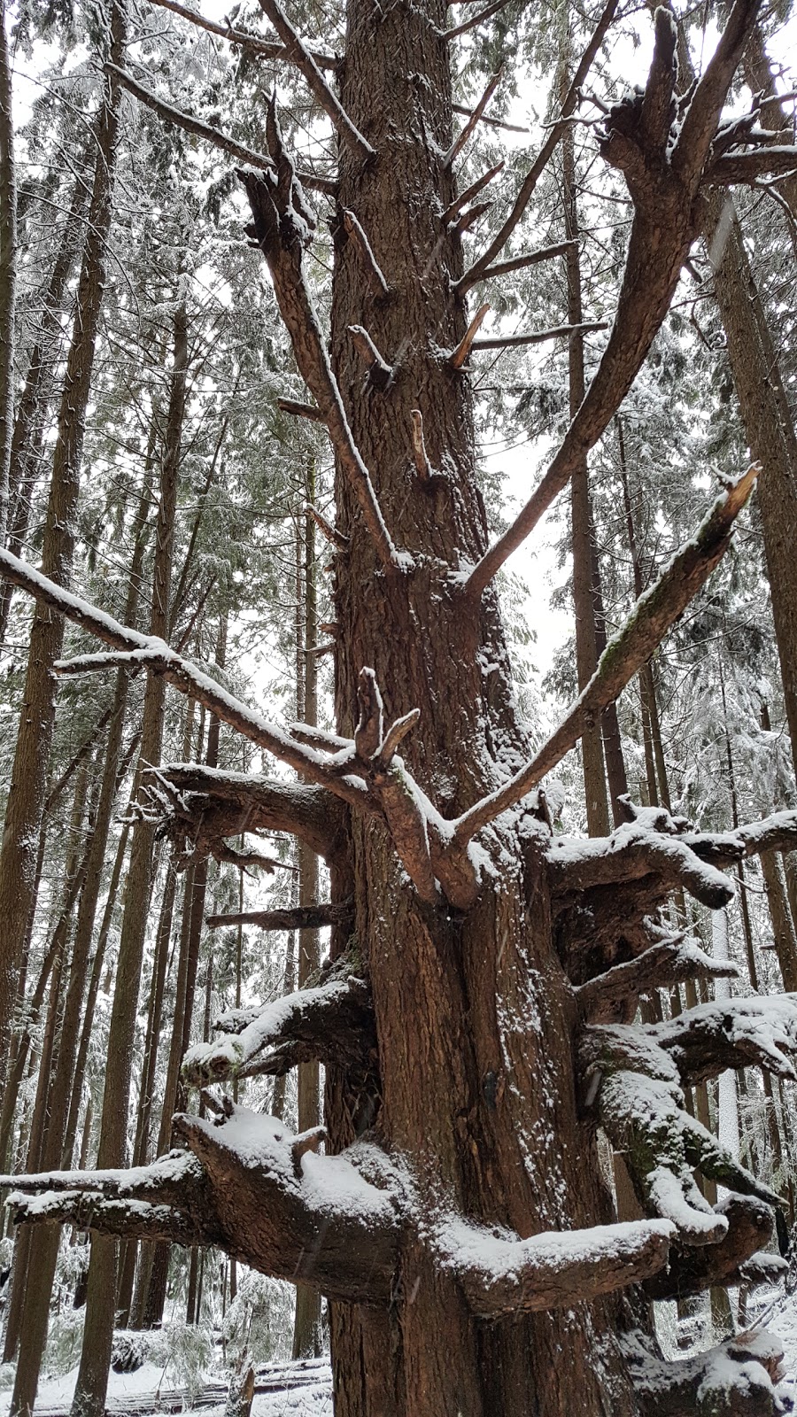 Bert Flinn Trails | David Ave, Port Moody, BC V3H 4Z7, Canada | Phone: (604) 469-4676