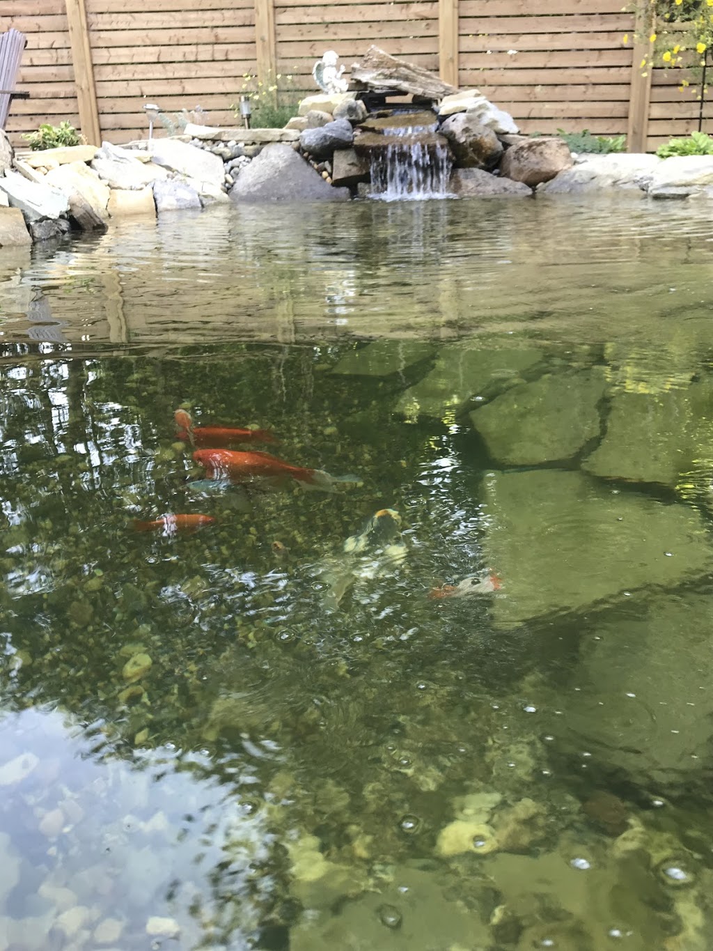 Ottawa Valley Ponds | 308 Almonte St, Almonte, ON K0A 1A0, Canada | Phone: (613) 889-4240