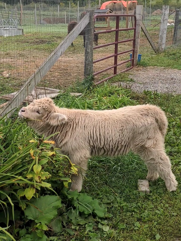 Haliburton Feed & Seed | 138 Mallard Rd, Dysart et al, ON K0M 1S0, Canada | Phone: (705) 306-9563