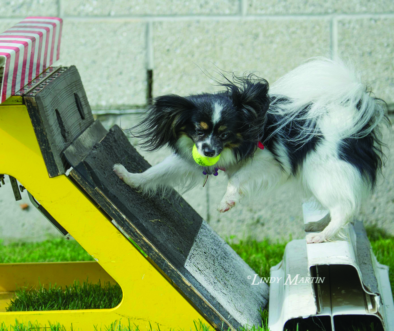 Mr Spot Dog Camp | 23 Country Club Dr, Kingston, ON K7M 9A4, Canada | Phone: (613) 530-7768