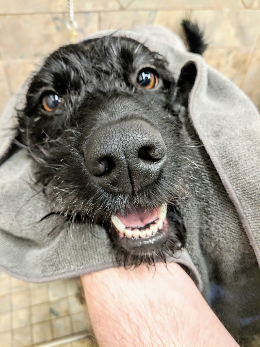 Pet Valu | 1380 London Rd, Sarnia, ON N7S 1P8, Canada | Phone: (519) 541-0468