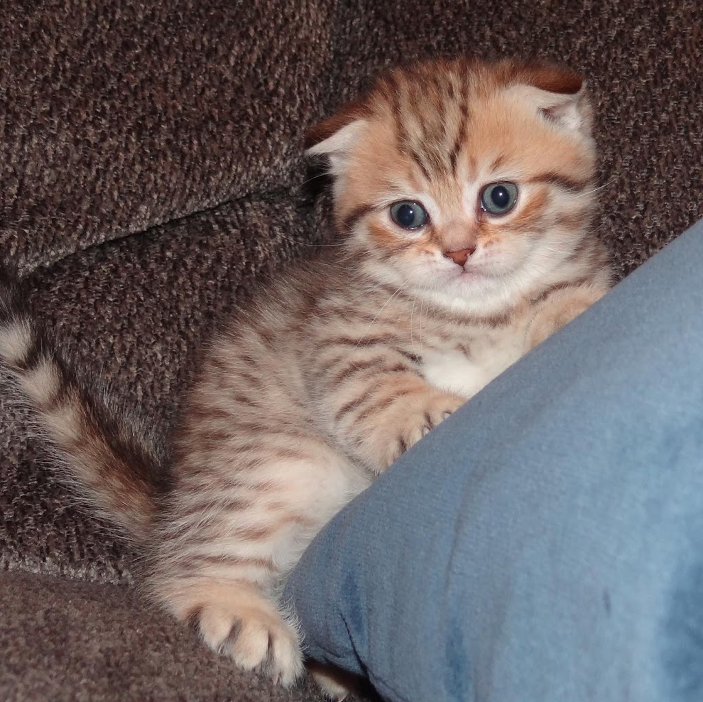 Breeder Smartcats Canada | Code Cres, Carleton Place, ON K7C 0A4, Canada | Phone: (819) 665-2604
