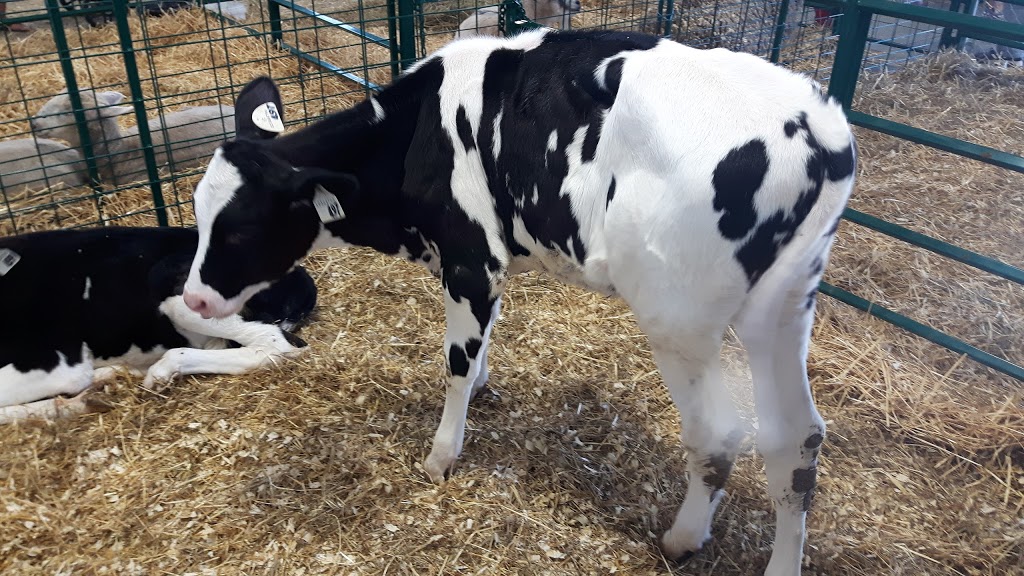 West Niagara Agricultural Centre & Fairgrounds | 7402 Mud St W, Grassie, ON L0R 1M0, Canada | Phone: (905) 309-9939