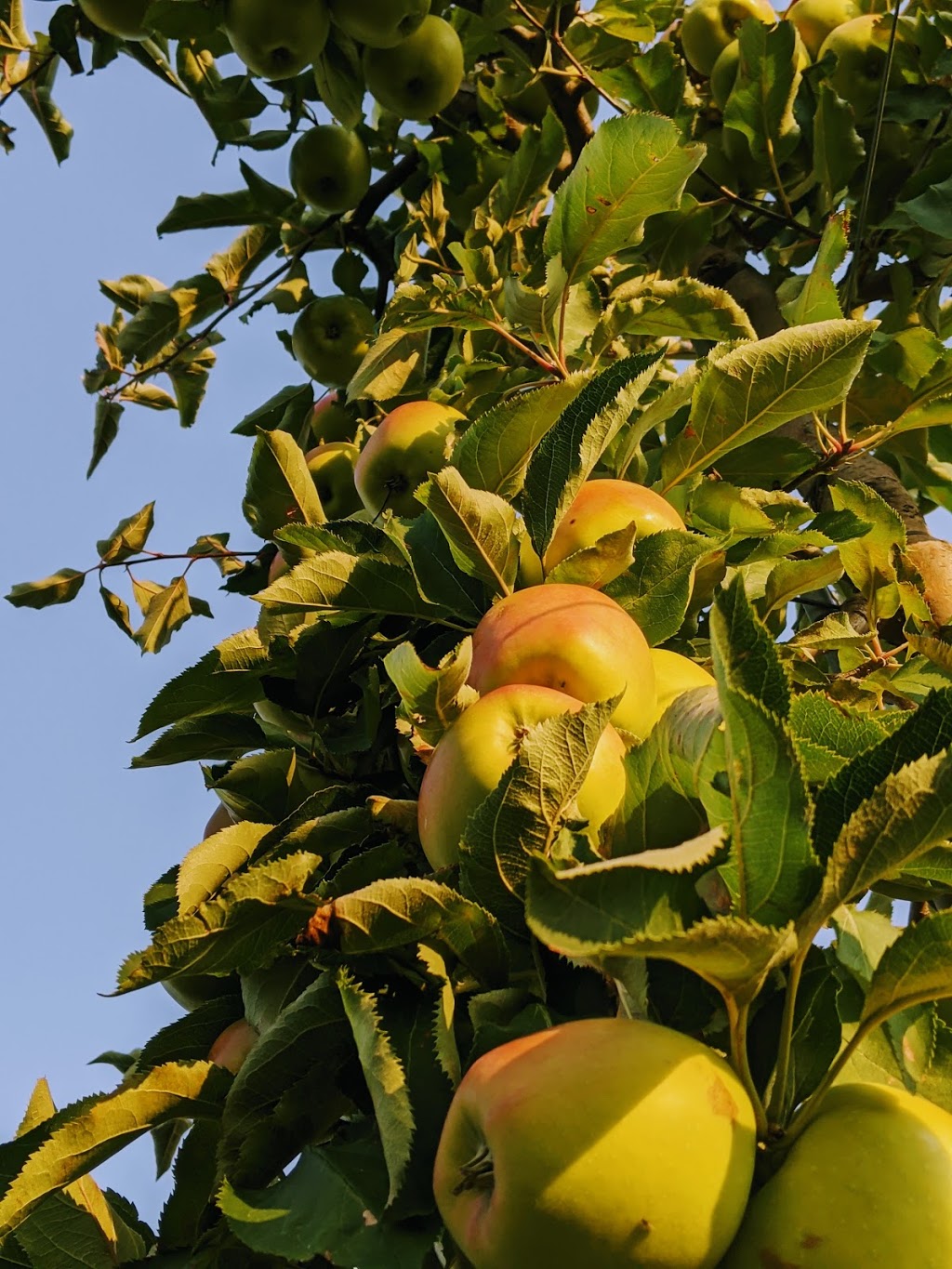 Watson Farms PYO | 2287 Durham Regional Hwy 2, Bowmanville, ON L1C 3K3, Canada | Phone: (905) 623-7252