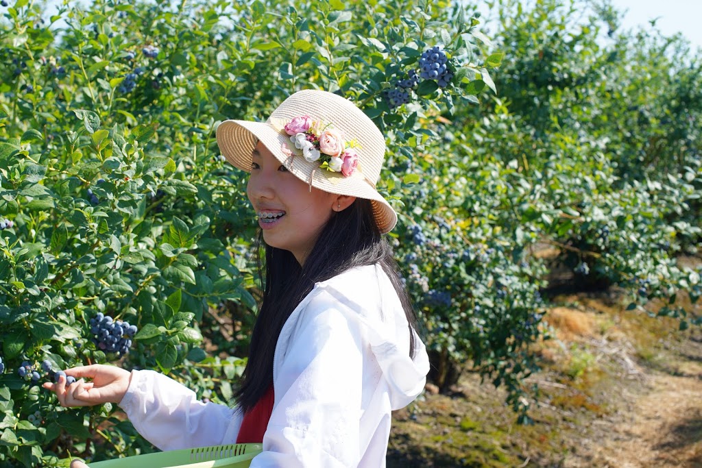 Doremi Blueberry Farm | 20006 Old Dewdney Trunk Rd, Pitt Meadows, BC V3Y 1Z1, Canada | Phone: (778) 886-9237