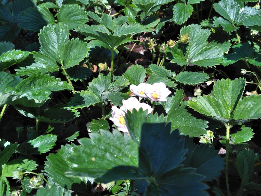 Abbotsford Community Garden | 1786 Angus Campbell Rd, Abbotsford, BC V3G 2E2, Canada