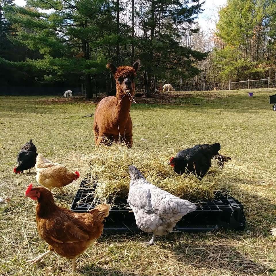 Green Meadow Alpacas | 1631 Spring Brook Rd, Springbrook, ON K0K 3C0, Canada | Phone: (647) 469-7955