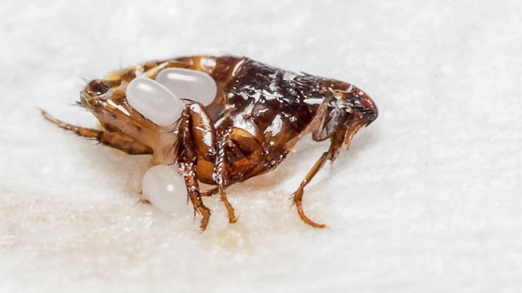 New Westminster | Ants ,Bed Bugs,Rat ,Cockroach,Mice Exterminator| Pestzap | 829 13th St, New Westminster, BC V3M 5Z7, Canada | Phone: (778) 875-4770