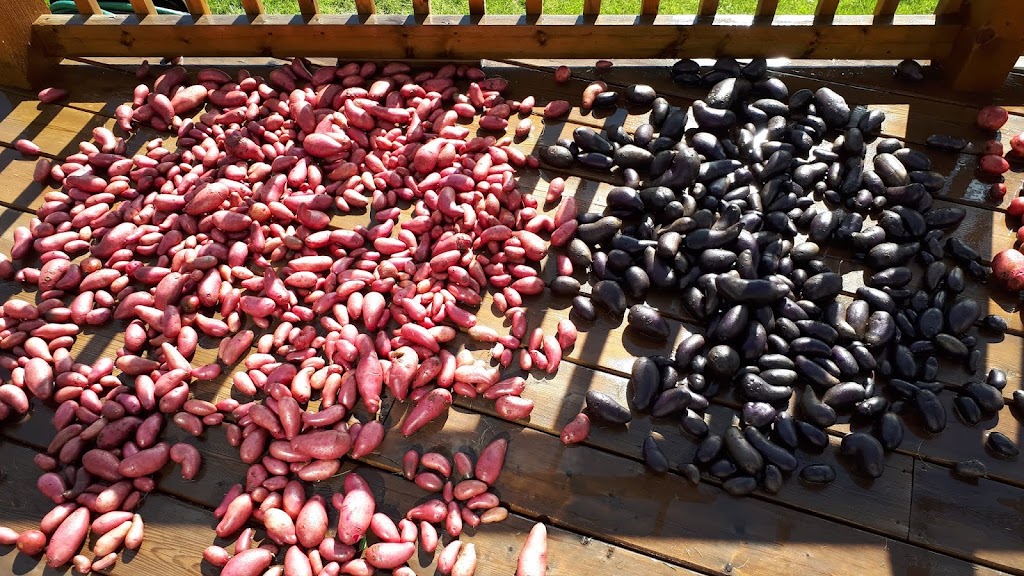 EarthApples Seed Potatoes | 4 Legend Trail, Stony Plain, AB T7Z 0B1, Canada | Phone: (780) 963-6708