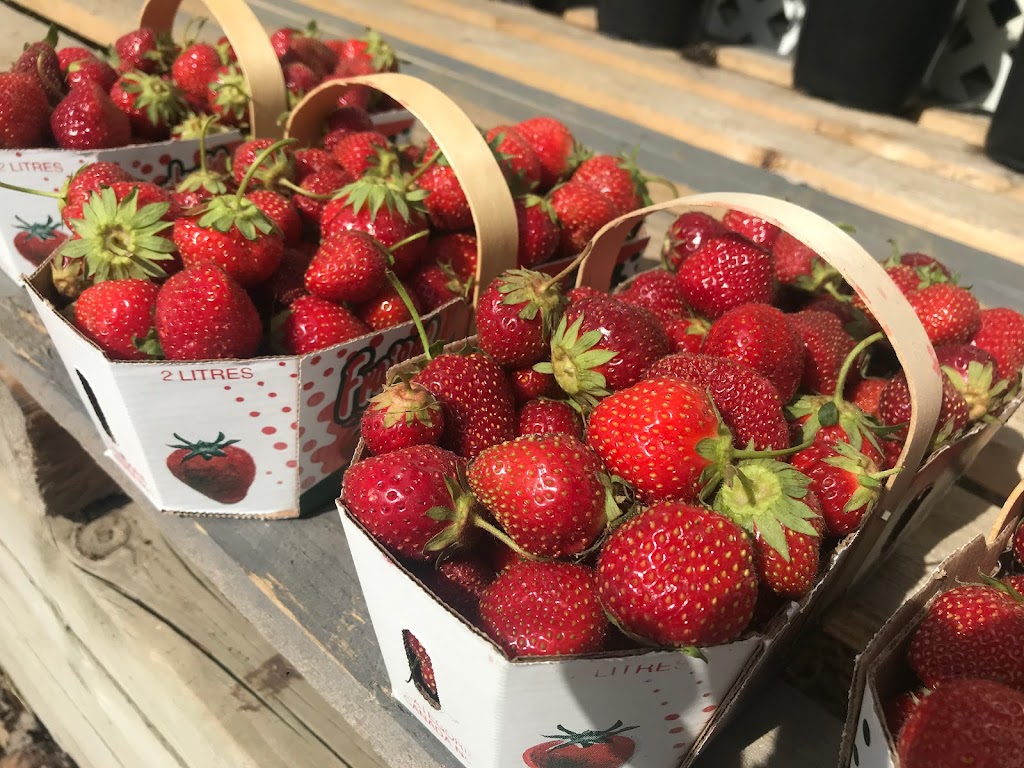 Les Fraises de Lourdes (9124-6330 QC INC.) | 5200 Rang Ste Rose, Lourdes-de-Joliette, QC J0K 1K0, Canada | Phone: (514) 894-7146