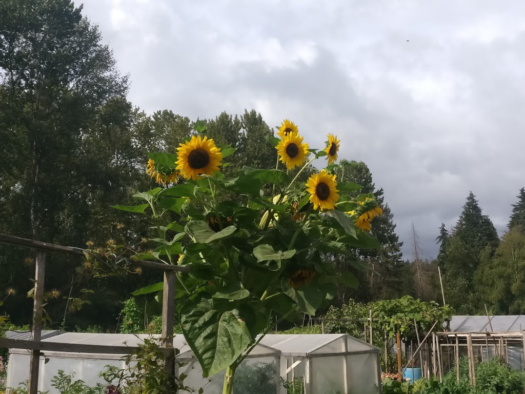 Community Garden | 6012-7528 Meadow Ave, Burnaby, BC V3N 1Y6, Canada