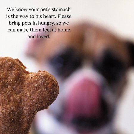 Seven Oaks Veterinary Hospital | 1832 Main St, Winnipeg, MB R2V 3H2, Canada | Phone: (204) 334-7531