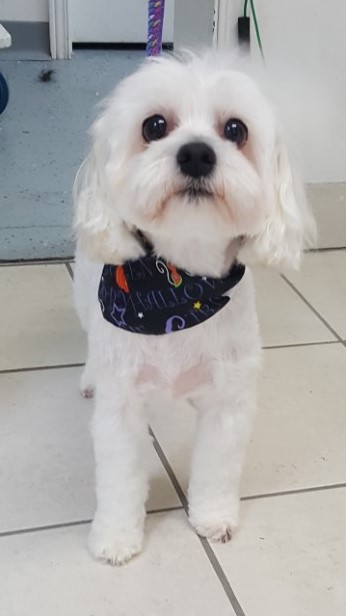 Animalerie Poochy | 437 QC-133, Saint-Sébastien, QC J0J 2C0, Canada | Phone: (450) 523-5716