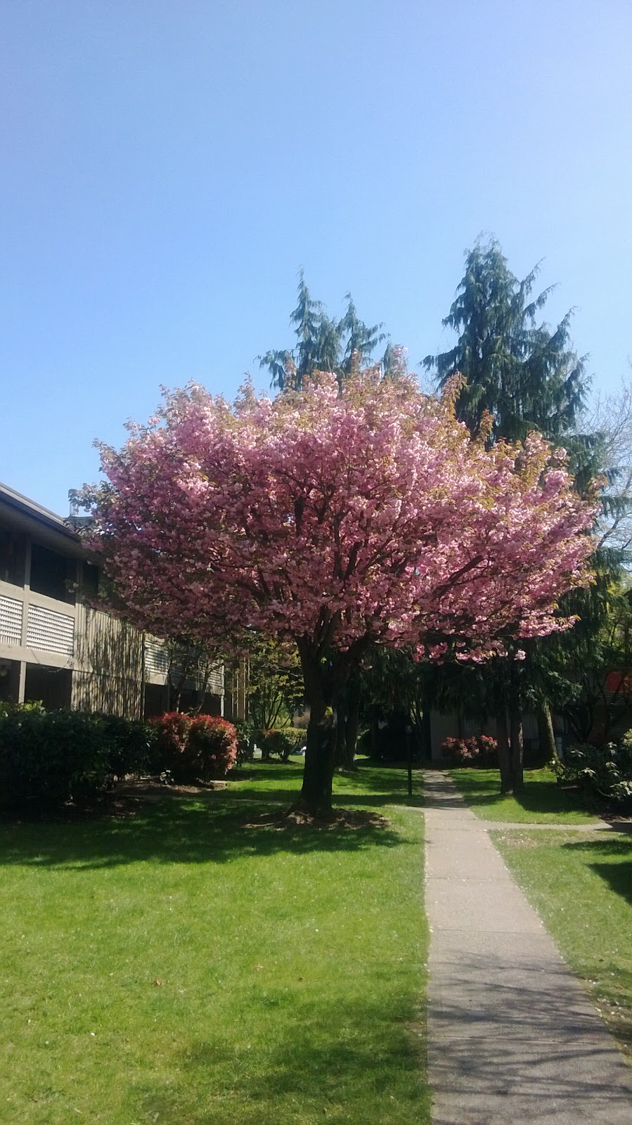 Meadowood Place | 3046 Clearbrook Rd, Abbotsford, BC V2T 4T6, Canada | Phone: (604) 852-4696