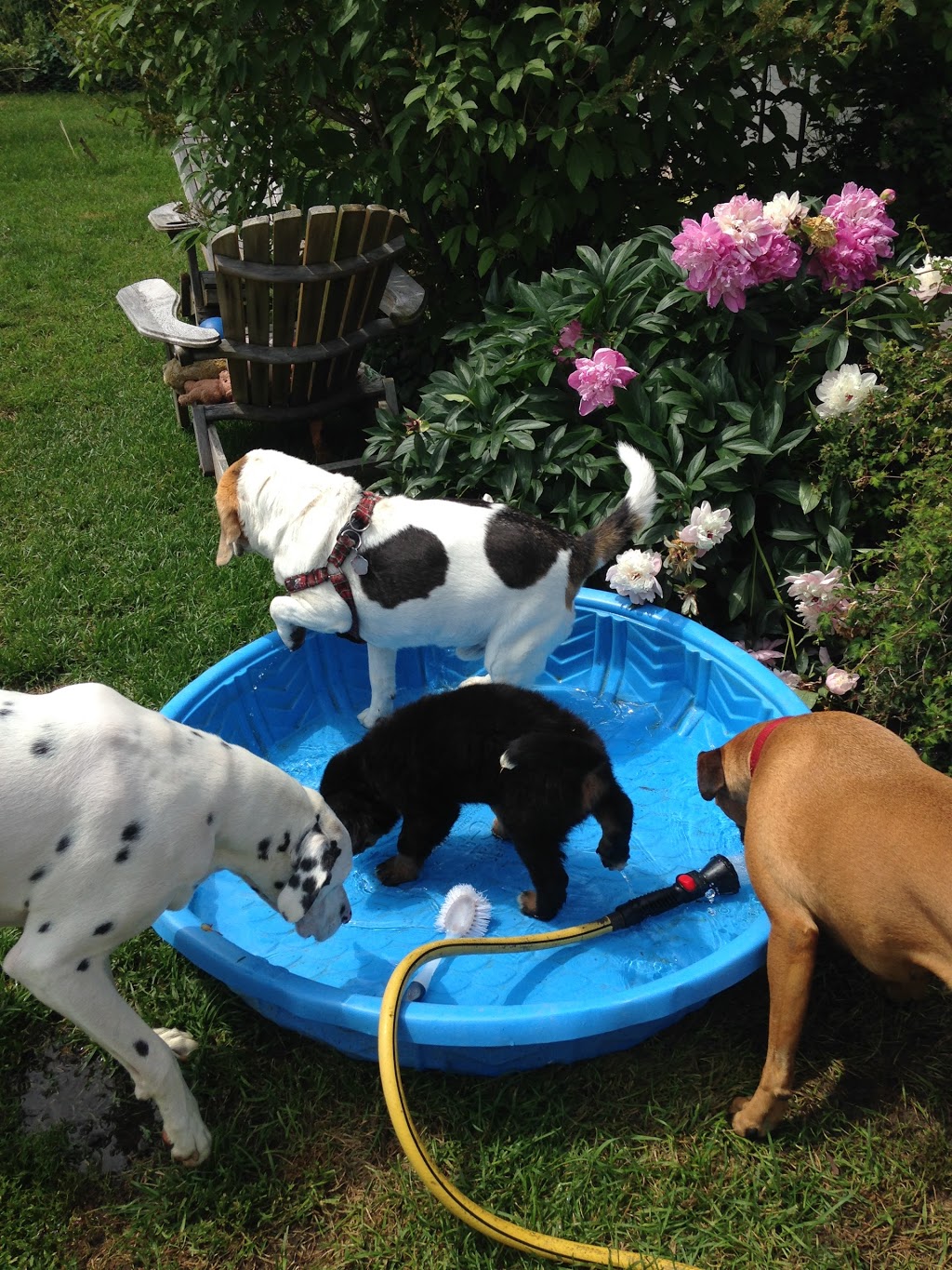 Gîte Canin chez Georges et Juliette | 418 Chemin Morin, LIslet, QC G0R 2B0, Canada | Phone: (418) 234-7320