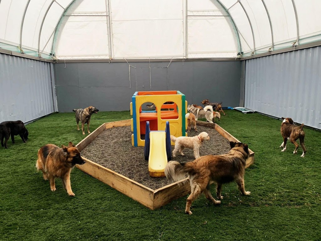 Cloud Nine Canines: Dog Daycare, Dog Grooming | 17728 96 Ave, Surrey, BC V4N 4A7, Canada | Phone: (236) 986-3808