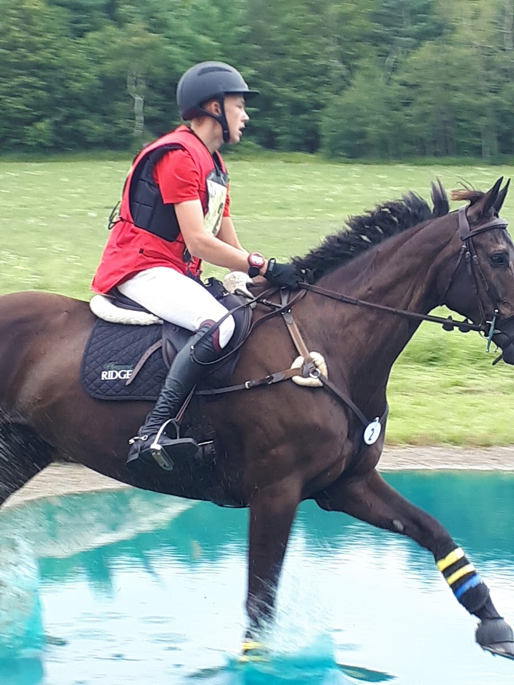 Cherrylane Equestrian Centre Inc | 4145 ON-6, Puslinch, ON N0B 2J0, Canada | Phone: (519) 767-6067