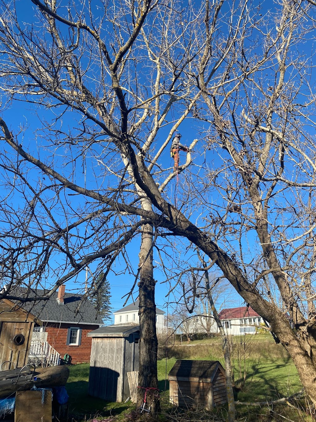 Aspotogan Tree Service | 345 Clayton Dr, Hubbards, NS B0J 1T0, Canada | Phone: (902) 212-2923