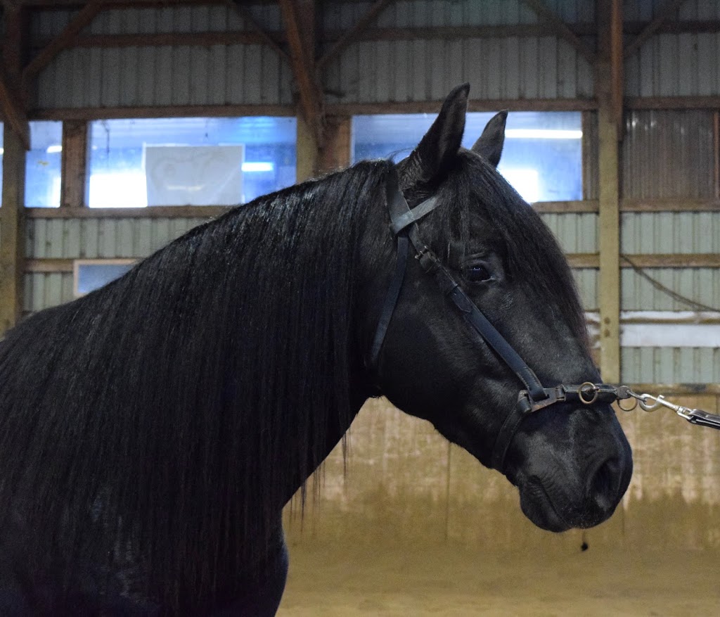 Kings Galeón Breeding & Sales | Middletown Rd, Puslinch, ON N0B 2J0, Canada | Phone: (905) 520-9040