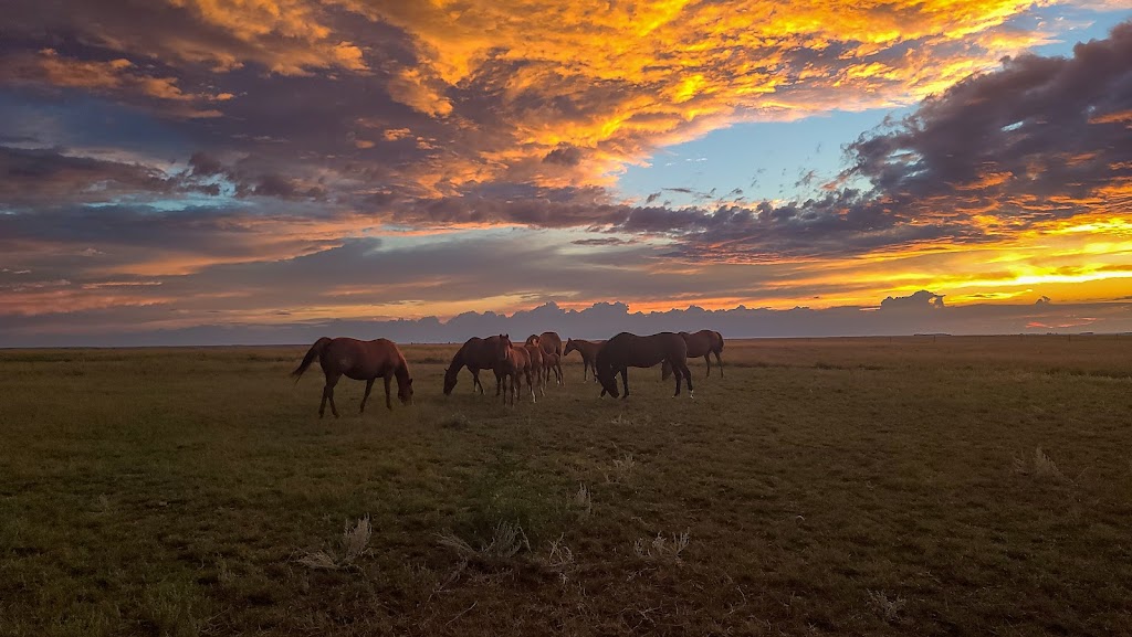 Cameron Farms | Taber, AB T0K 2H0, Canada | Phone: (403) 359-5115
