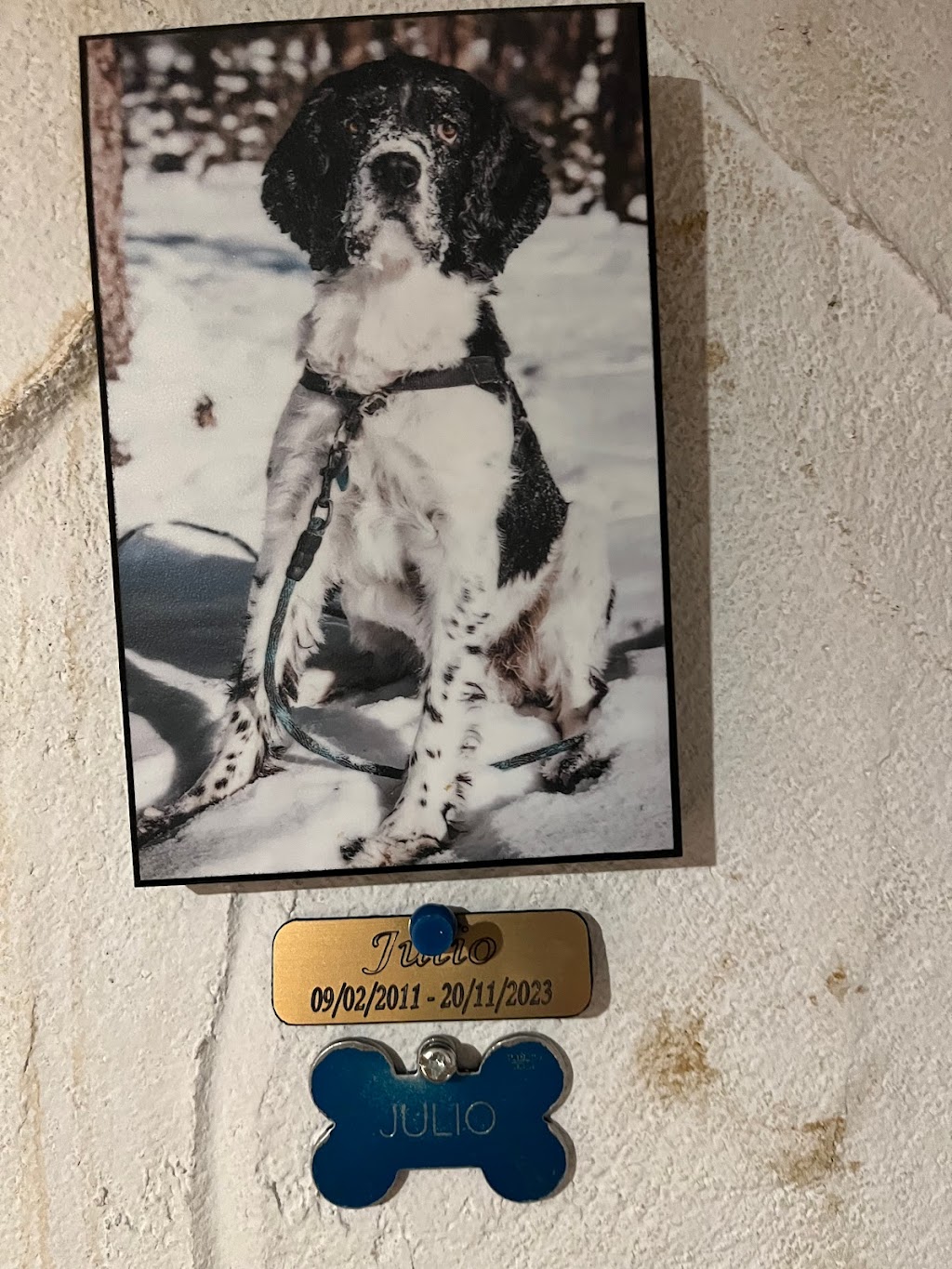TazDar Aussie Berger Australien | 657 Rue des Mélèzes, Shannon, QC G3S 0R4, Canada | Phone: (418) 844-9807