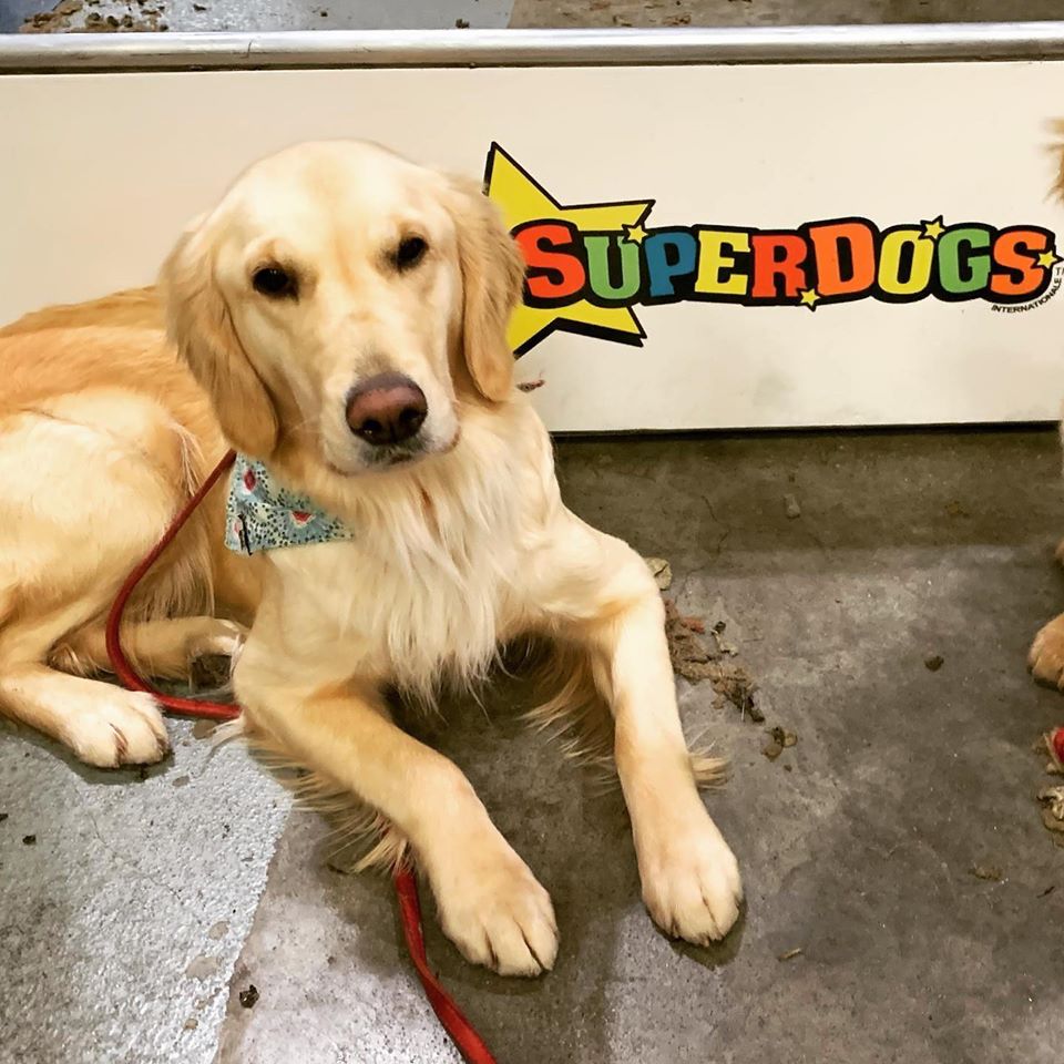 Cedar Grove Goldens | Blairhampton Rd, Minden, ON K0M 2K0, Canada | Phone: (705) 854-0959