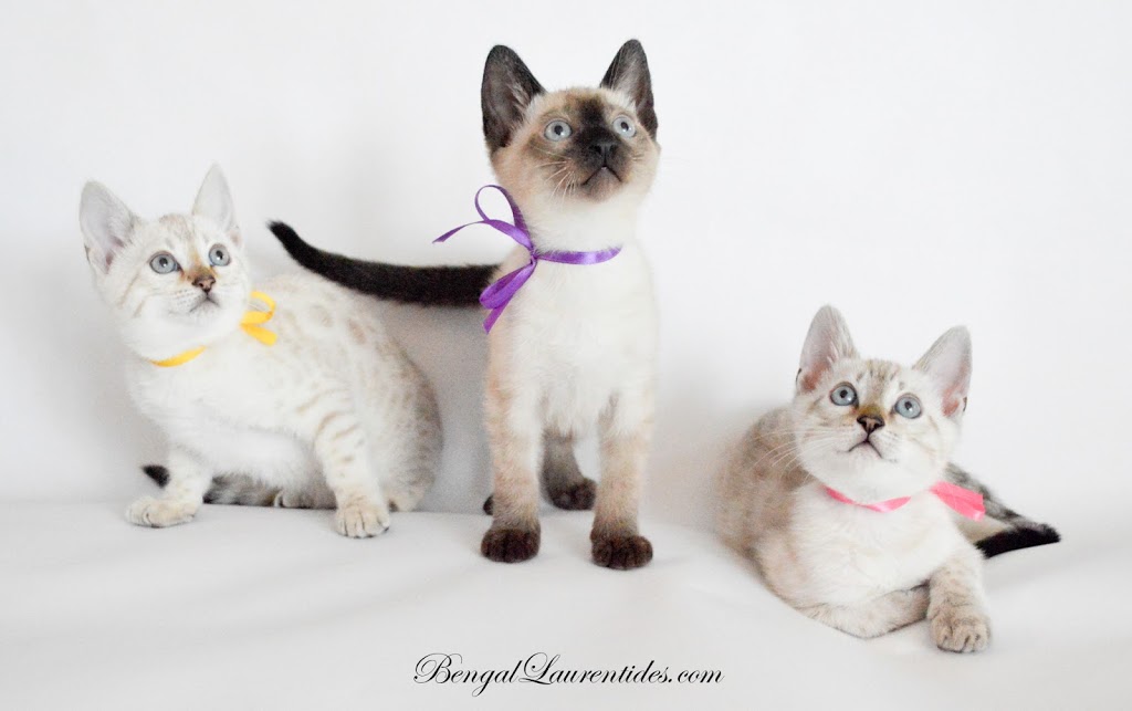 Bengal Laurentides | Chats Bengal | 1622 Rue de Saint-Émilion, Saint-Jérôme, QC J5L 2S8, Canada | Phone: (514) 567-7123